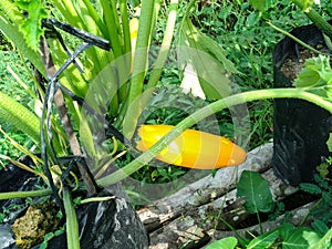 Yellow Zucchini or Courgette (Cucurbita Pepo) Plant