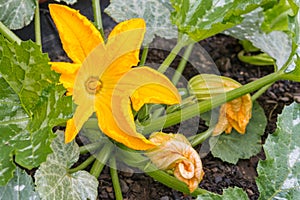 Yellow zucchini flower in bloom