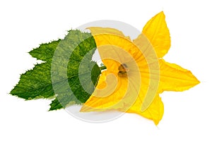 Yellow zucchini flower with green leaf on white background, pumpkin
