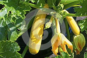 Yellow Zucchini, growing in a blue container, in an English garden.