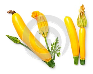 Yellow Zucchini with Leaf and Flower Isolated on White Background