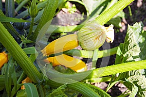 Yellow zucchini plant