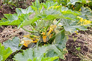 Yellow zucchini plant Cucurbita pepo