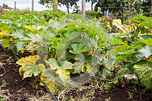 Yellow zucchini plant Cucurbita pepo