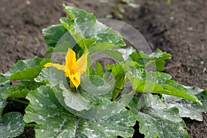 yellow zucchini or pumpkin flower with green leaves in white spots on background of garden ground.