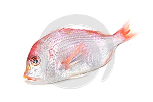 Yellowback seabream