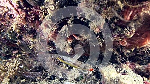 Yellowbanded pipefish Dunkerocampus pessuliferus on the coral in Zulu sea Dumaguete