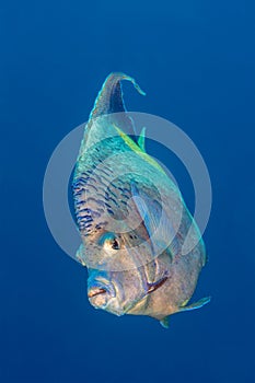 Yellowbar angelfish portrait Red Sea