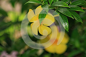 Yellowbell flower partially covered by a couple of leaves, another yellow bell flower blurred