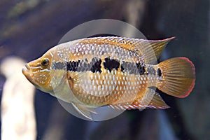 Yellowbelly Cichlid (Cichlasoma salvini)