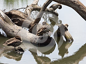 Yellowbilled duck