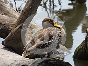 Yellowbilled duck