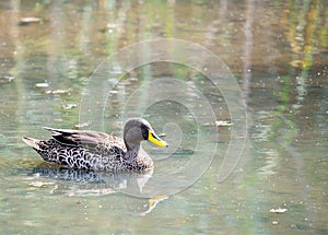 Yellowbilled duck in a river, South Africa.