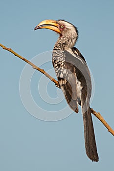 Yellowbilled hornbill