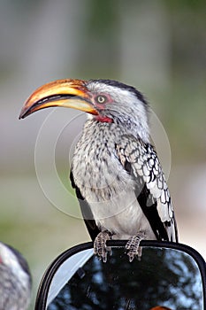 Yellowbilled Hornbill