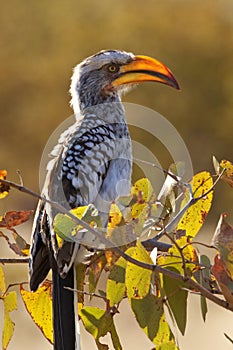 Yellowbilled Hornbill - Botswana