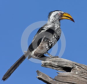 Yellowbilled Hornbill - Botswana