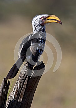 Yellowbilled Hornbill - Botswana