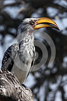 Yellowbilled Hornbill - Botswana