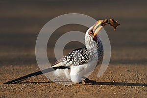 Yellowbilled Hornbill eating frog