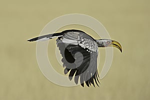A Yellowbilled Hornbill in flight