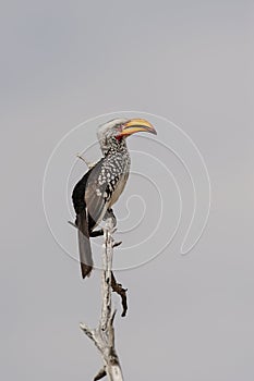 Yellowbilled hornbill sit on a knot