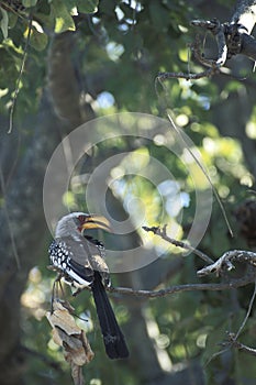 Yellowbilled hornbill, Tockus flavirostris