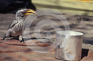 Yellowbilled hornbill, Tockus flavirostris