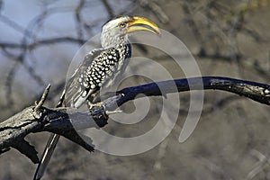 Yellowbilled Hornbill (Tocus flavirostris)