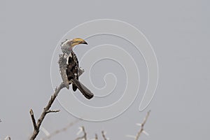 Yellowbilled hornbill - Toktok - Etosha, Namibia.