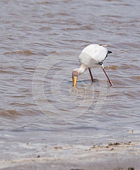 Yellowbilled stork