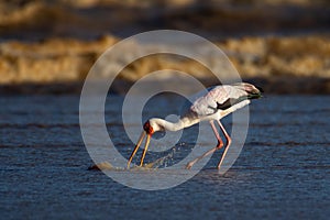 Yellowbilled Stork hunting.