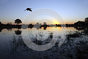 Yellowbilled Stork - Okavango Delta
