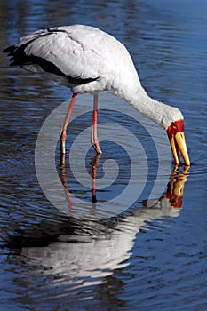 Yellowbilled Stork - Okavango Delta - Botswana