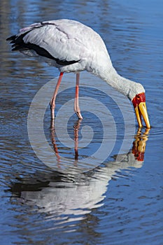 Yellowbilled Stork - Okavango Delta - Botswana