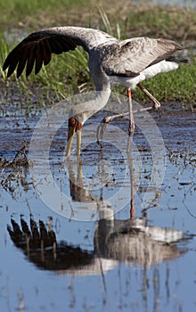 Yellowbilled Stork - Okavango Delta - Botswana