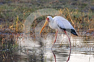 Yellowbilled Stork - Okavango Delta - Botswana