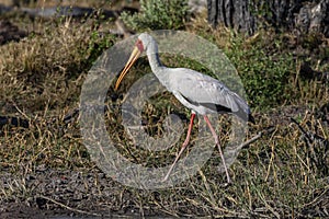 Yellowbilled Stork - Okavango Delta - Botswana