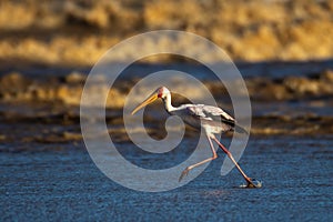 Yellowbilled Stork running.