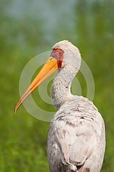 Yellowbilled stork walking in green grass looking back