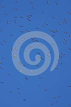 Yellowbilled Storkes - Botswana