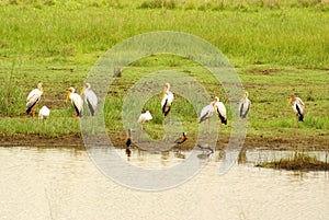 Yellowbilled storks