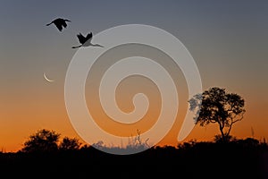 Yellowbilled Storks - Okavango Delta