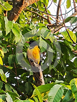 yellowbird on the tree