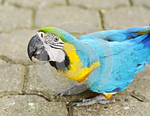 Yellowblue Macaw Ara