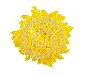 Yellowc hrysanthemums