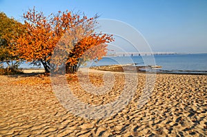 Yellowed apricot tree and textured sand on the beach on shore of Dnieper river in Cherkasy, Ukraine at autumn morning
