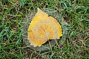 Yellowed Birch Leaf on Green Grass