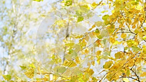 Yellowed birch leaves falling blown away by the autumn wind. Fall.