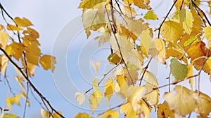 Yellowed birch leaves falling blown away by the autumn wind. Fall.